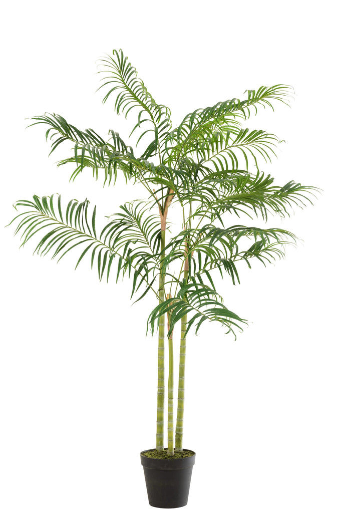 Bamboo Palm In Pot Plastic Green/Black Small