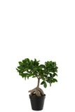 Ginseng Ficus Tree In Pot Plastic Green/Black Small