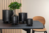 Ginseng Ficus Tree In Pot Plastic Green/Black Small