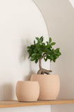 Ginseng Ficus Tree In Pot Plastic Green/Black Small