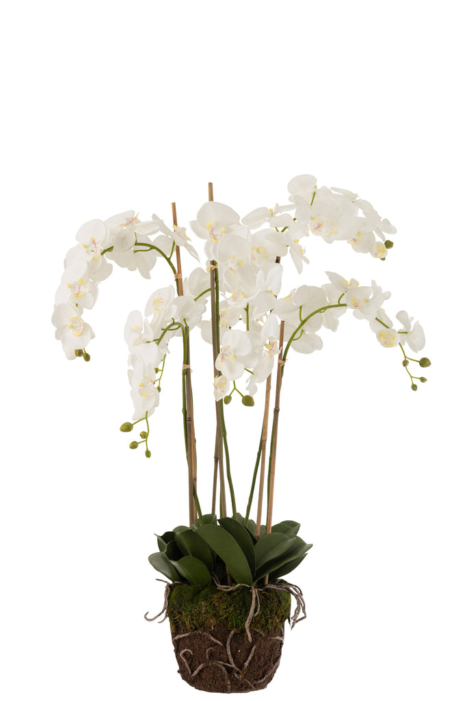 Orchid In Soil Plastic White/Green Extra Large