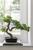 Podocarpus Bonsai Artificial Green Small